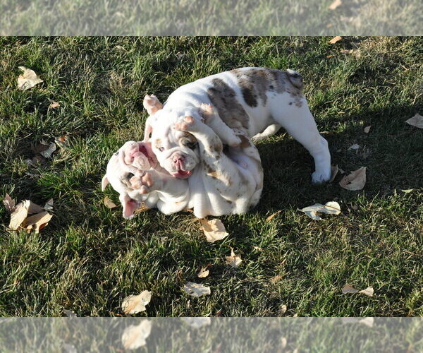 Medium Photo #11 English Bulldog Puppy For Sale in NAMPA, ID, USA