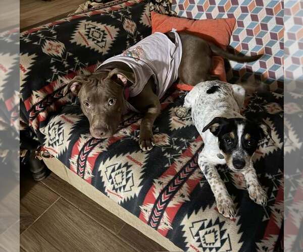 Medium Photo #5 Jack Russell Terrier-Unknown Mix Puppy For Sale in Cave Creek, AZ, USA