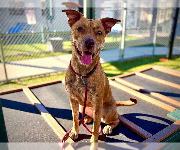 Medium Photo #3 American Pit Bull Terrier-Unknown Mix Puppy For Sale in Orlando, FL, USA