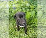 Small #8 Labrador Retriever Mix