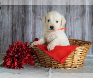 English Cream Golden Retriever Puppy for sale in FREDERICKSBG, OH, USA