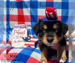 Puppy Puppy 3 Miniature Australian Shepherd