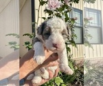Small Photo #51 Aussiedoodle Miniature  Puppy For Sale in ROCK HILL, SC, USA