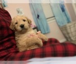 Small Photo #2 Labradoodle Puppy For Sale in TAYLORVILLE, IL, USA