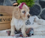 Small Photo #2 Cocker Spaniel Puppy For Sale in HONEY BROOK, PA, USA