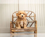 Puppy 4 Poodle (Toy)-Zuchon Mix