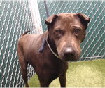 Small Chinese Shar-Pei