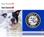 Small American Bulldog