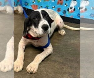 Pointer-Unknown Mix Dogs for adoption in Sanford, FL, USA