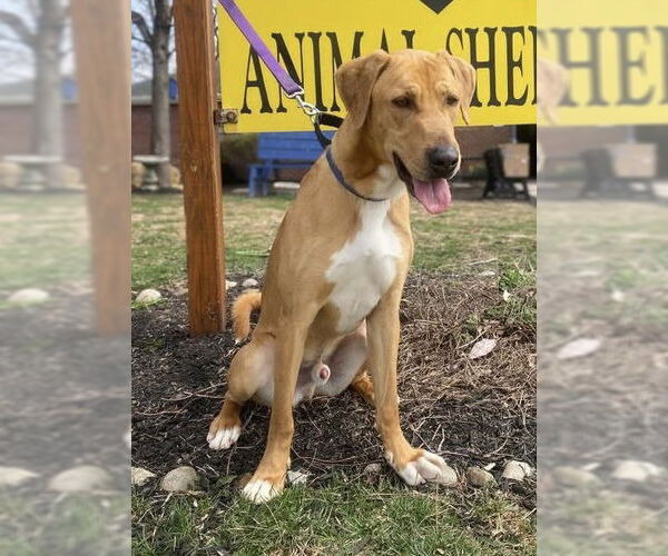 Medium Photo #1 Catahoula Leopard Dog-Coonhound Mix Puppy For Sale in Bridgewater, NJ, USA
