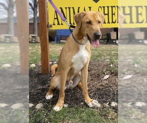 Catahoula Leopard Dog-Coonhound Mix Dogs for adoption in Bridgewater, NJ, USA