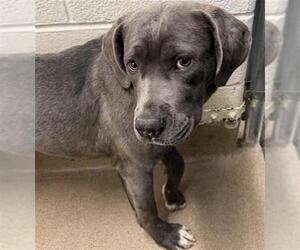 Mutt Dogs for adoption in Aurora, CO, USA