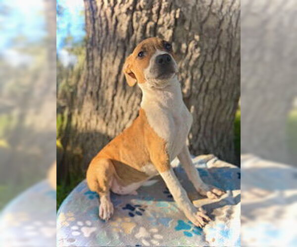 Medium Photo #2 Catahoula Leopard Dog-Unknown Mix Puppy For Sale in Pleasanton, TX, USA
