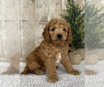 Puppy 4 Goldendoodle (Miniature)