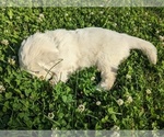 Small Photo #11 English Cream Golden Retriever Puppy For Sale in WOOSTER, OH, USA