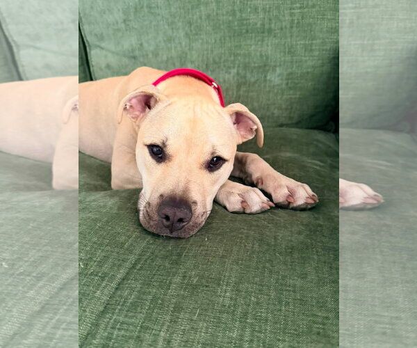 Medium Photo #2 Black Mouth Cur-Labrador Retriever Mix Puppy For Sale in Sanford, FL, USA