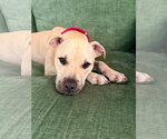 Small #1 Black Mouth Cur-Labrador Retriever Mix