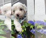 Puppy Eli Maltipoo