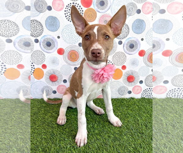 Medium Photo #2 American Staffordshire Terrier-Unknown Mix Puppy For Sale in Corona, CA, USA