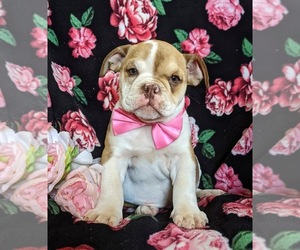 Olde English Bulldogge Puppy for sale in COCHRANVILLE, PA, USA