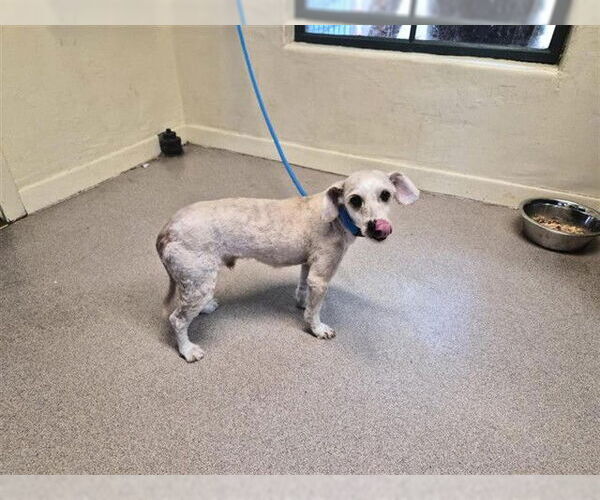 Medium Photo #1 Poodle (Miniature)-Unknown Mix Puppy For Sale in Pasadena, CA, USA