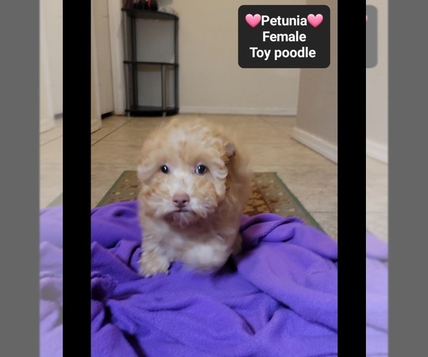 Medium Photo #3 Poodle (Toy) Puppy For Sale in TUCSON, AZ, USA