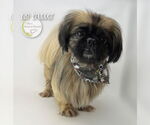 Small Photo #2 Pekingese Puppy For Sale in Benton, LA, USA