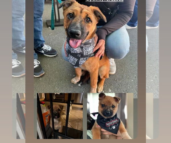 Medium Photo #2 Siberian Husky-Unknown Mix Puppy For Sale in Hayward, CA, USA