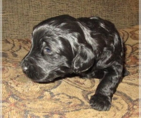 Medium Photo #10 Aussie-Poo-Aussiedoodle Mix Puppy For Sale in LINCOLN, AL, USA
