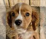 Small #2 Cavalier King Charles Spaniel