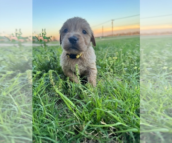 Medium Photo #6 Golden Retriever Puppy For Sale in CHINA SPRING, TX, USA