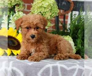 Cavachon-Poodle (Miniature) Mix Puppy for sale in GORDONVILLE, PA, USA