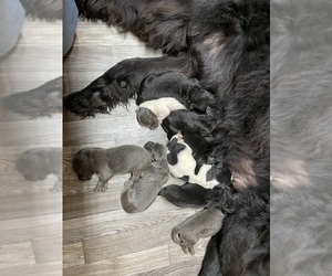 Newfoundland Puppy for sale in AURORA, IN, USA