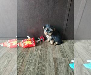Yorkshire Terrier Puppy for sale in LAPEER, MI, USA