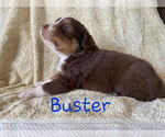 Small Photo #3 Australian Shepherd Puppy For Sale in BRIDGEWATER, VA, USA