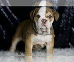 Small Photo #5 English Bulldog Puppy For Sale in WARSAW, IN, USA