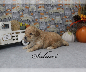 Poodle (Toy) Puppy for sale in CHANUTE, KS, USA