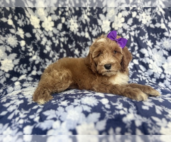 Medium Photo #6 Cockapoo Puppy For Sale in LAKELAND, FL, USA