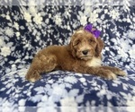 Small #5 Cockapoo