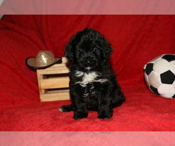 Medium Photo #7 F2 Aussiedoodle Puppy For Sale in LIBERAL, MO, USA