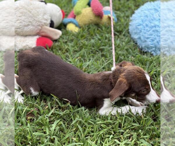 Medium Photo #3 Labrenees Puppy For Sale in Yardley, PA, USA