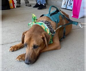 American Pit Bull Terrier-Doberman Pinscher Mix Dogs for adoption in Spotsylvania, VA, USA