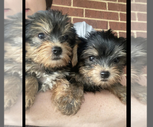 Yorkshire Terrier Puppy for sale in PARIS, TX, USA