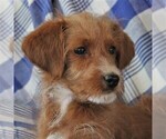 Small #2 Poodle (Miniature)-YorkiePoo Mix