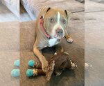 Small #3 American Pit Bull Terrier Mix