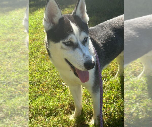 Medium Photo #2 - Mix Puppy For Sale in Glen Allen, VA, USA