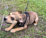 Small #6 Bulldog Mix