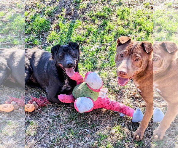 Medium Photo #6 Labrador Retriever-Unknown Mix Puppy For Sale in Dana Point, CA, USA