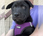 Small #4 Chow Chow Mix