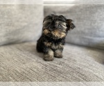 Small Photo #8 Morkie Puppy For Sale in ATL, GA, USA